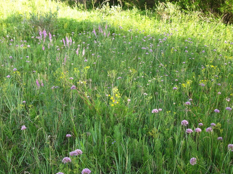 Allium senescens photo 7