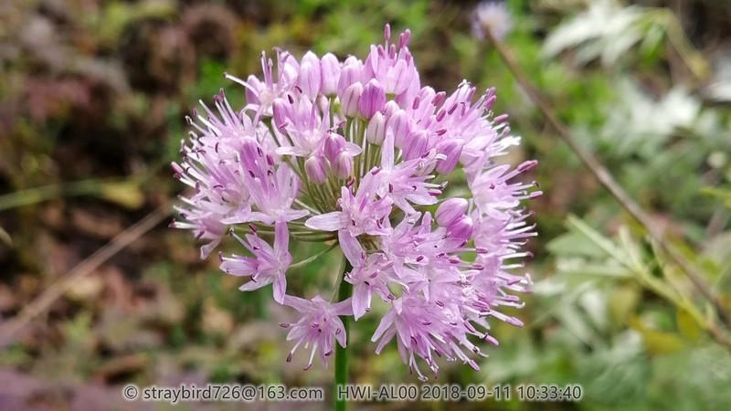 Allium senescens photo 8