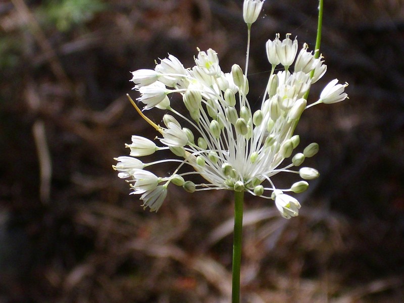 Allium serbicum