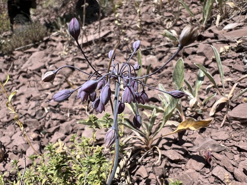 Allium serpenticola