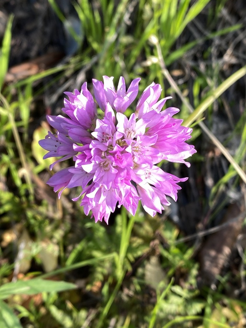Jeweled Onion photo 3