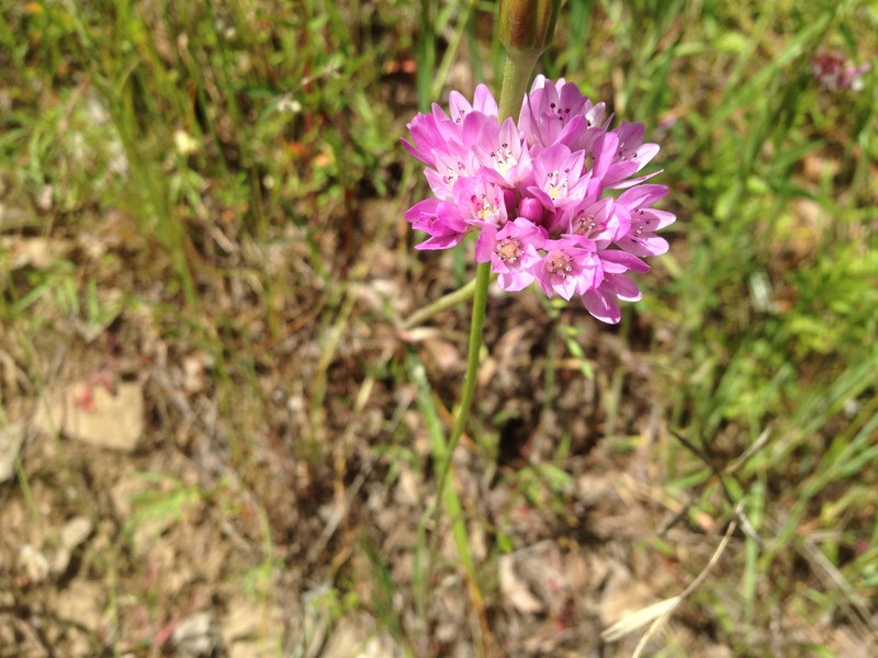 Jeweled Onion photo 4