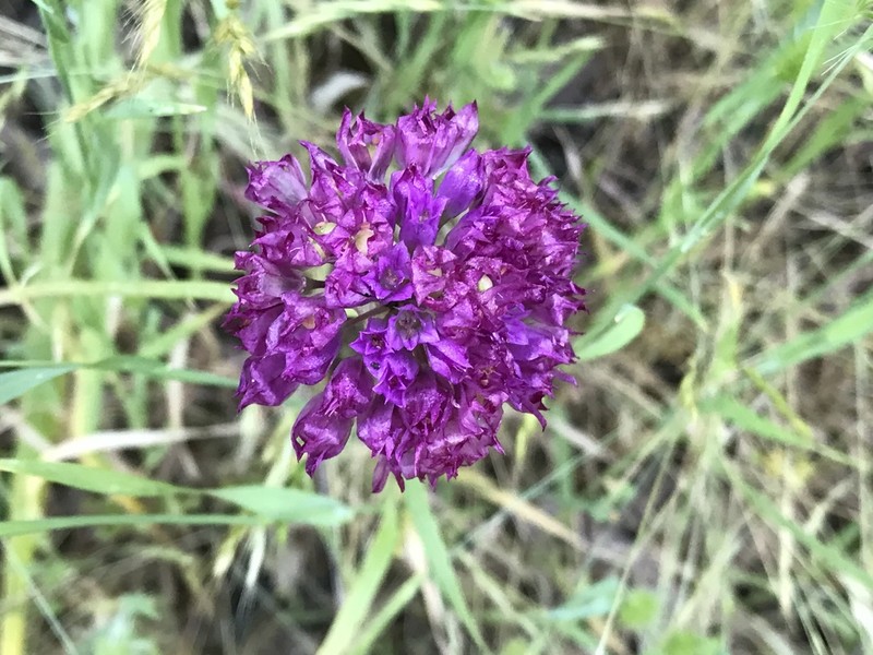 Jeweled Onion photo 5