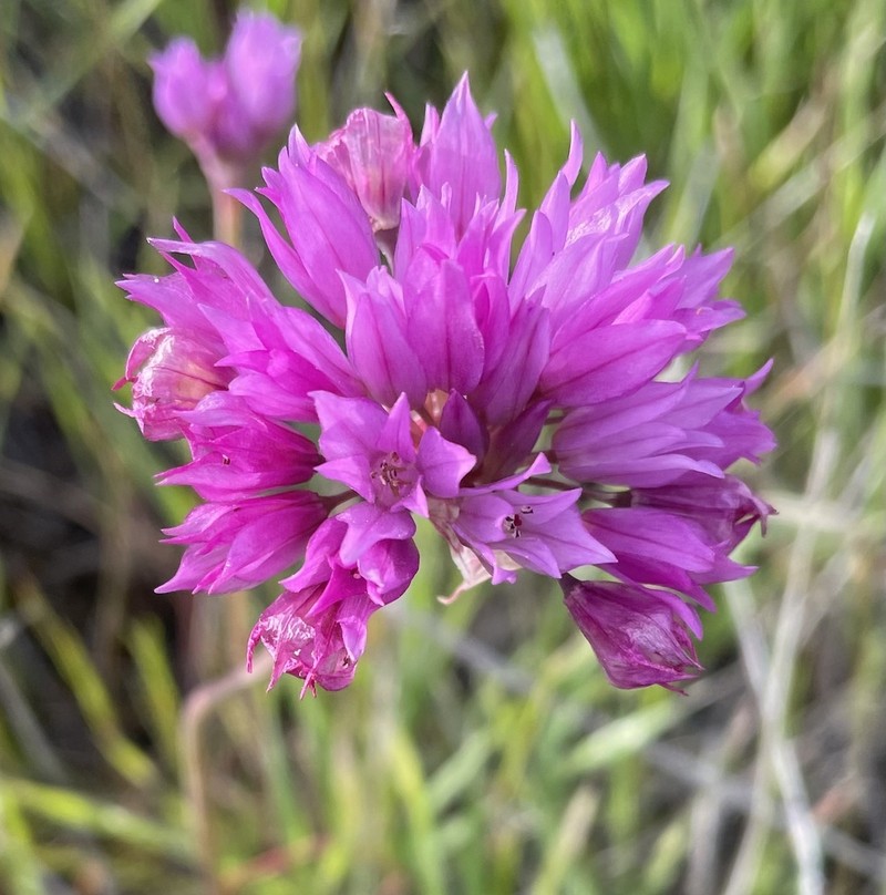 Jeweled Onion photo 7