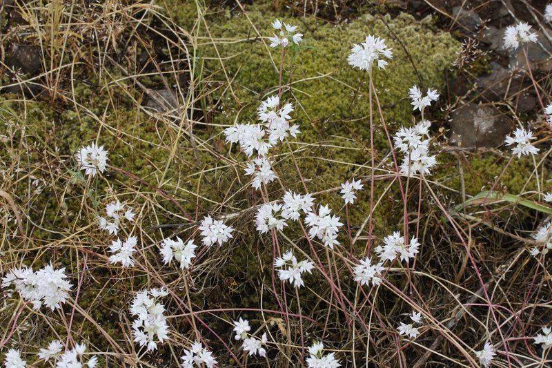 Allium serratum photo 2