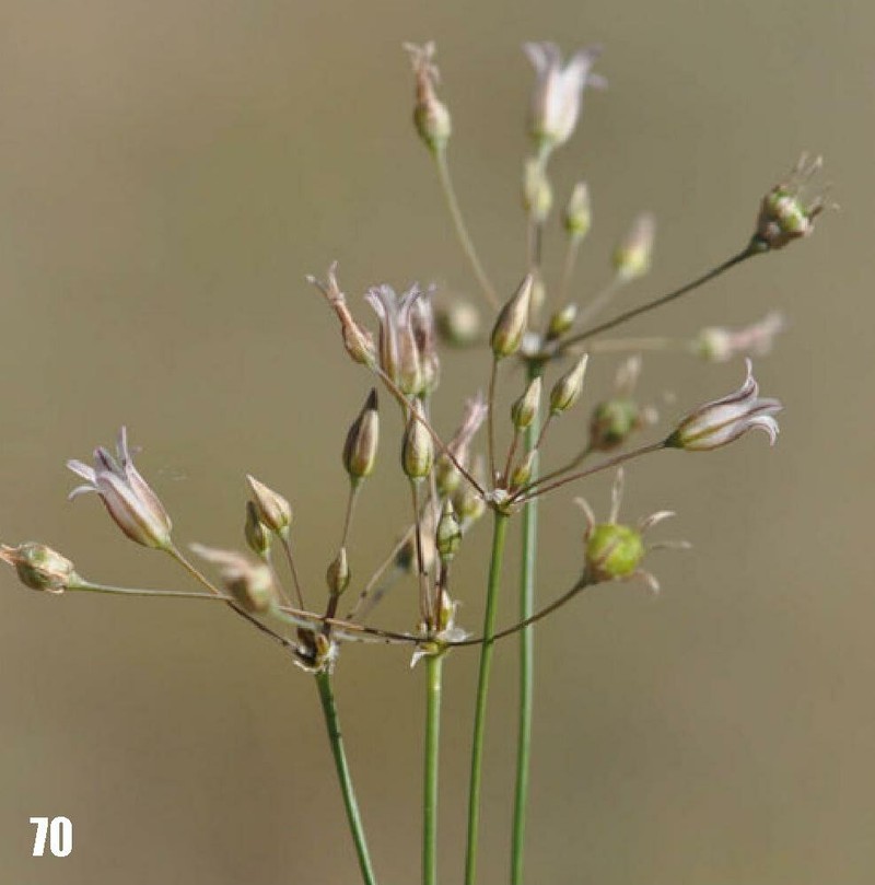 Allium setifolium