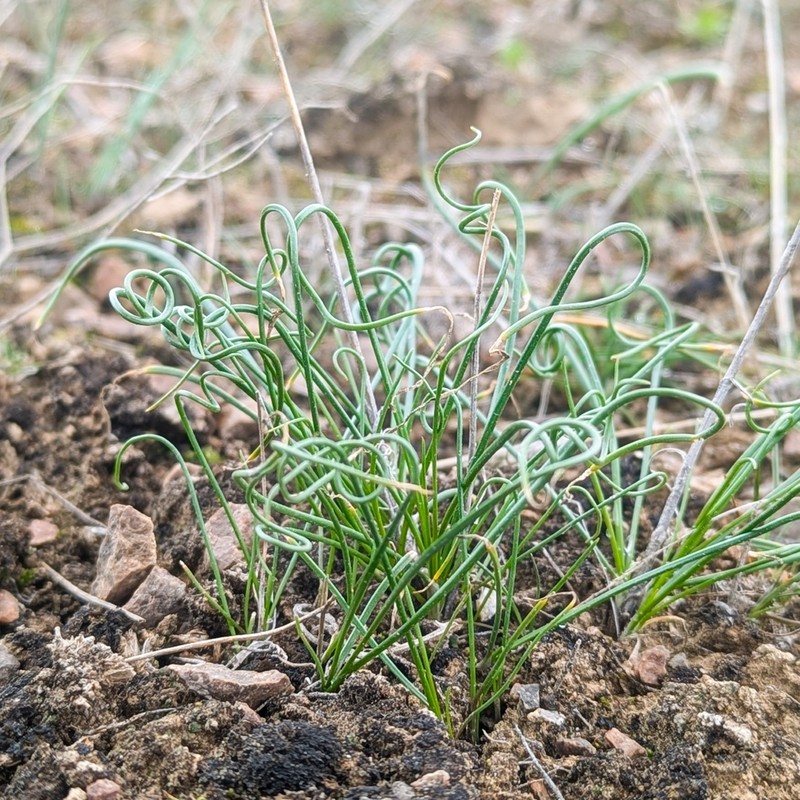 Allium setifolium photo 2