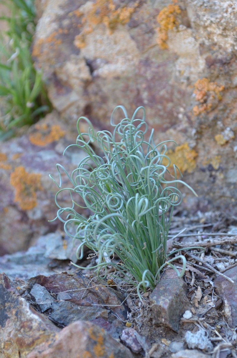 Allium setifolium photo 3