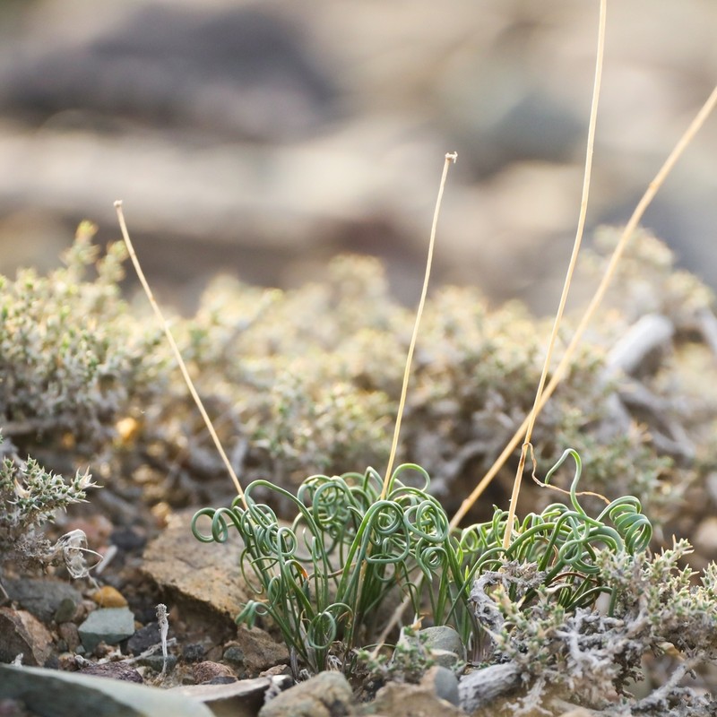 Allium setifolium photo 5