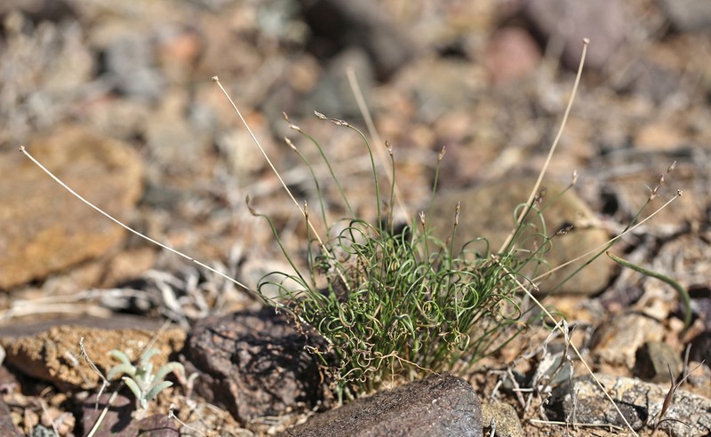 Allium setifolium photo 6