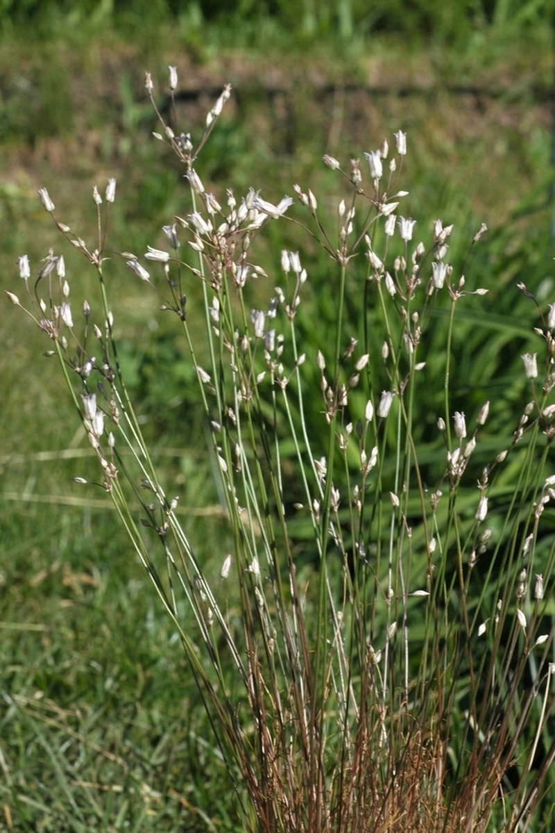 Allium setifolium photo 8