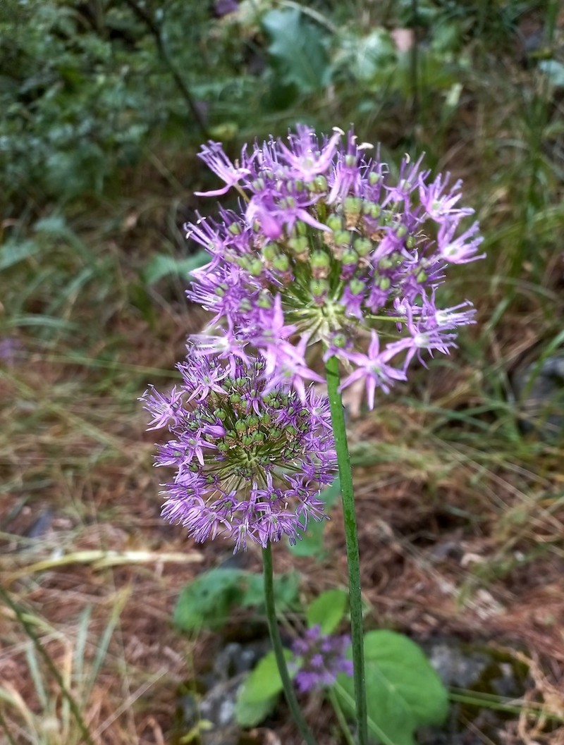 Allium severtzovioides