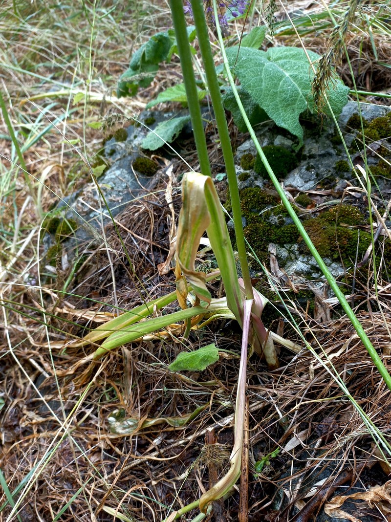 Allium severtzovioides photo 2