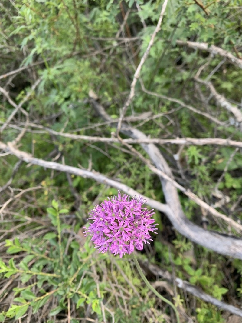 Allium sewerzowii photo 2