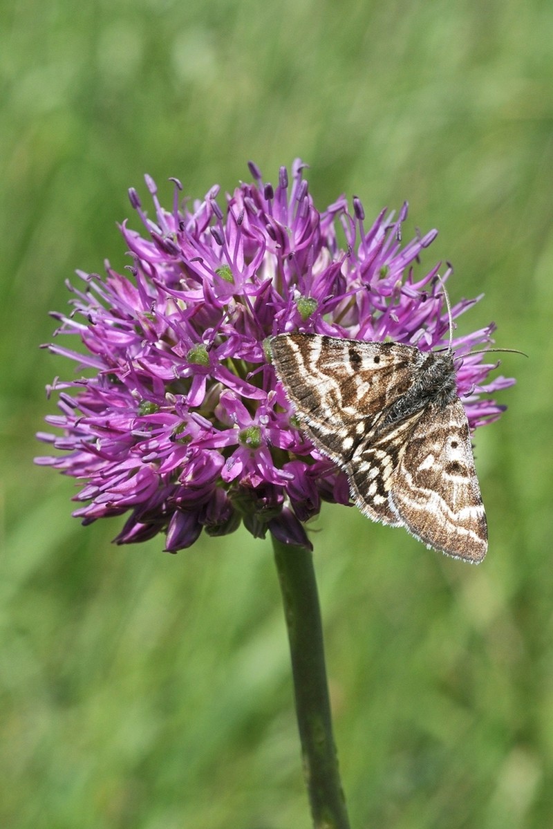 Allium sewerzowii photo 3