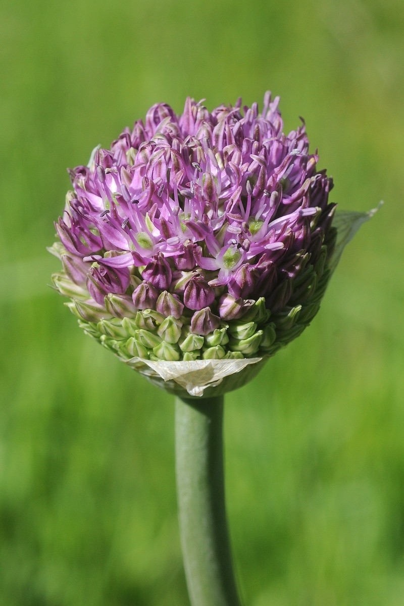 Allium sewerzowii photo 6