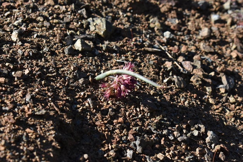 Sharsmith's Onion photo 3