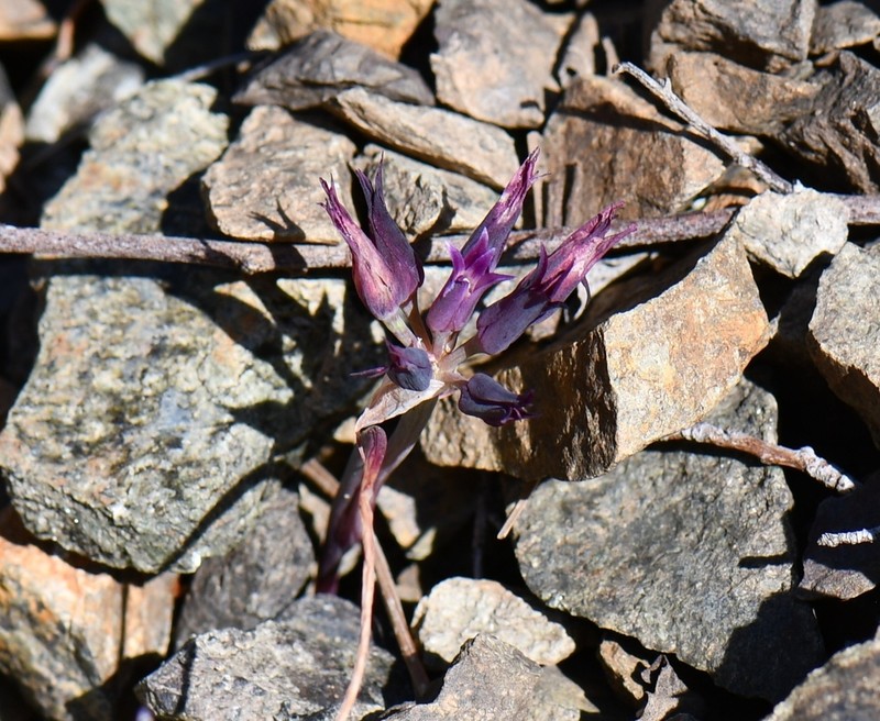 Sharsmith's Onion photo 6