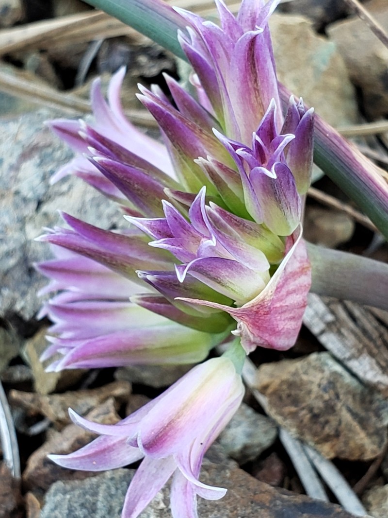 Sharsmith's Onion photo 8