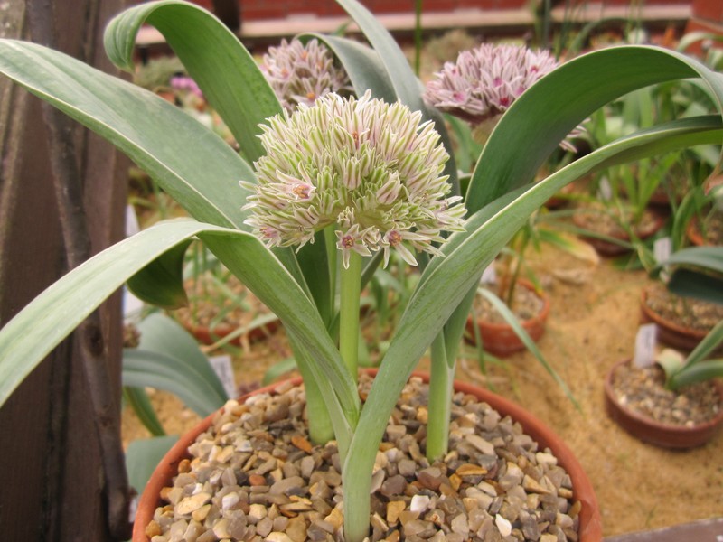 Allium shelkovnikovii