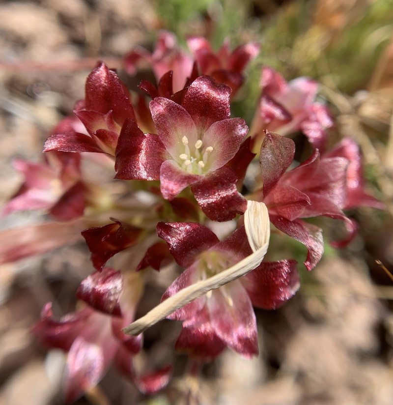 Spanish Needle Onion photo 3