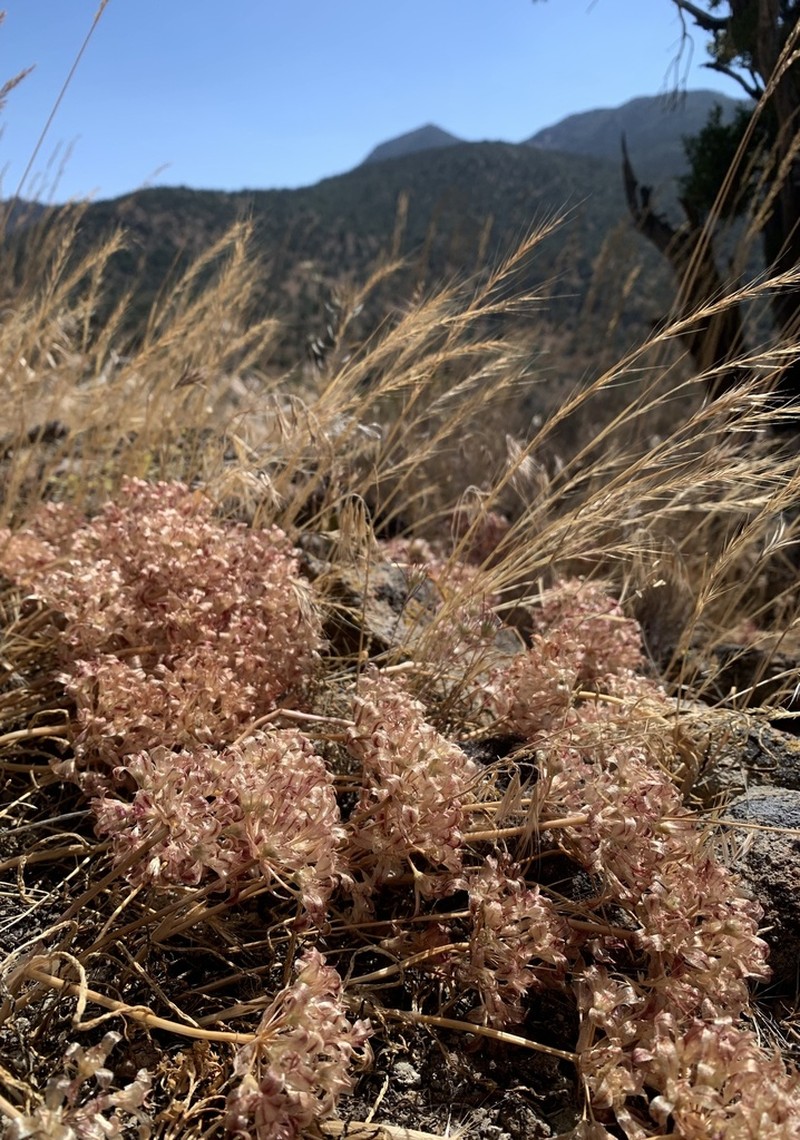Spanish Needle Onion photo 4