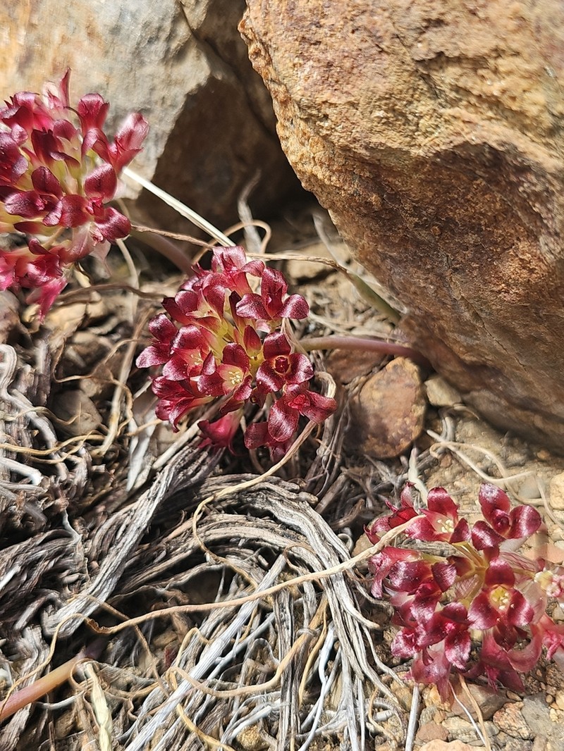 Spanish Needle Onion photo 5