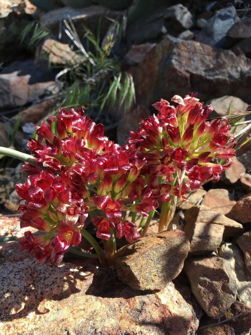 Spanish Needle Onion photo 6