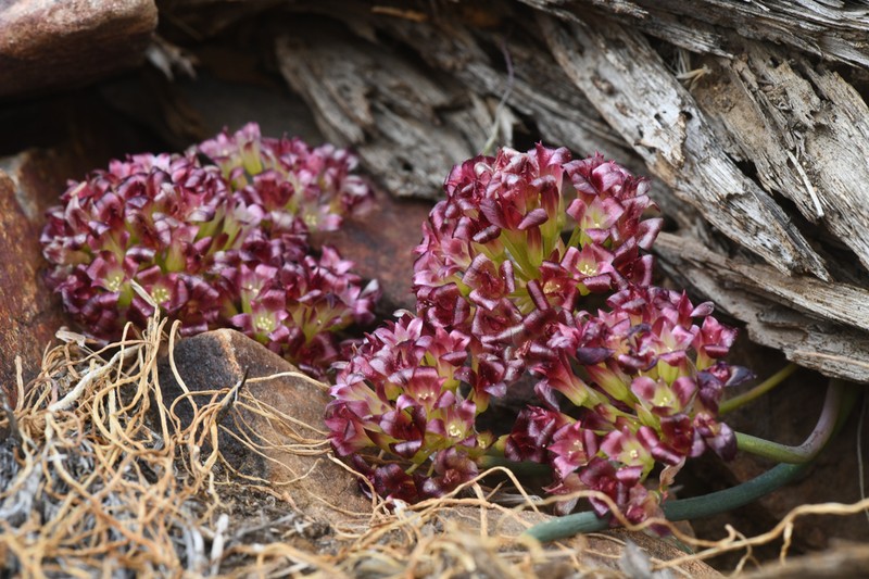 Spanish Needle Onion photo 7