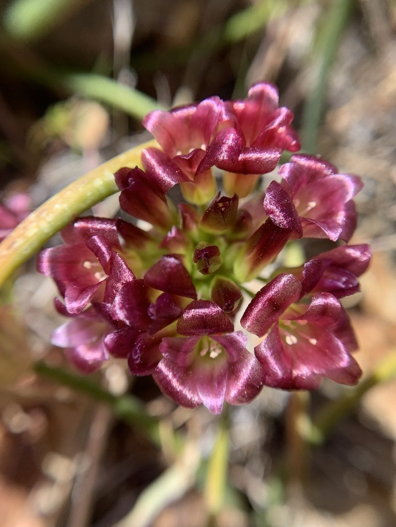 Spanish Needle Onion photo 8
