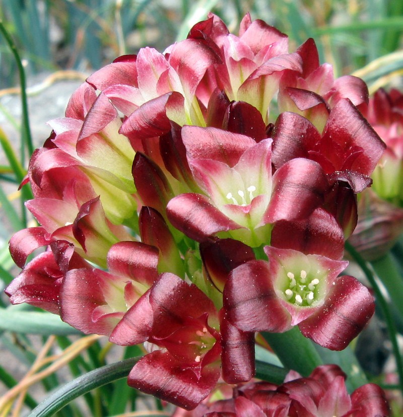 Spanish Needle Onion