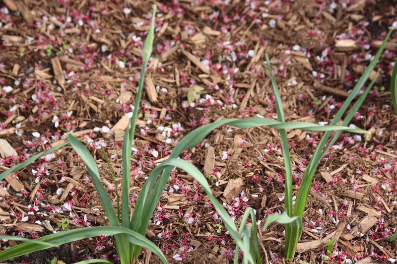 Allium siculum photo 2