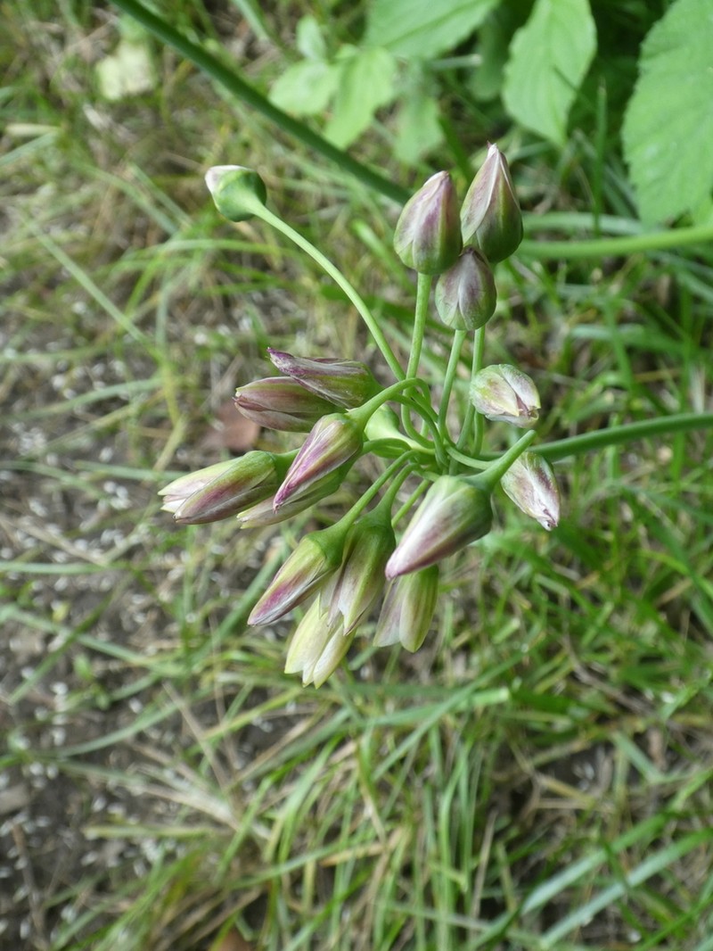 Allium siculum photo 3
