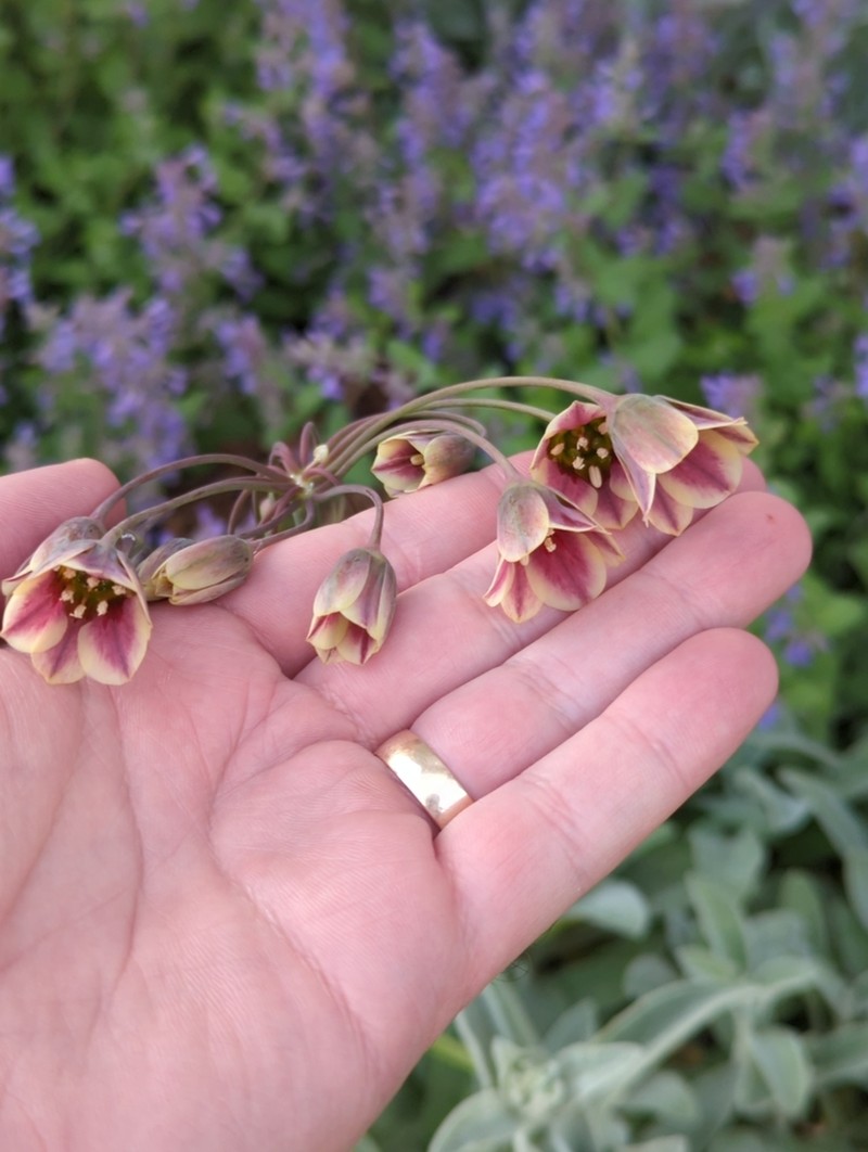 Allium siculum photo 4