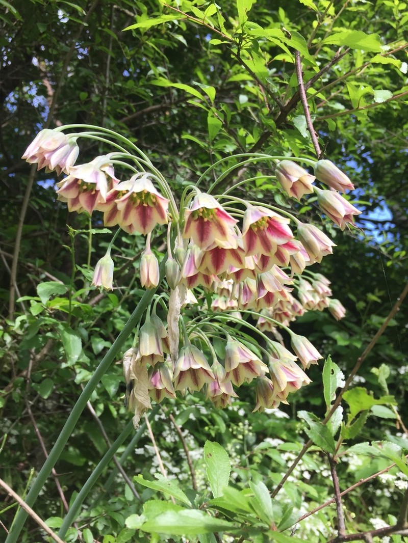 Allium siculum photo 5