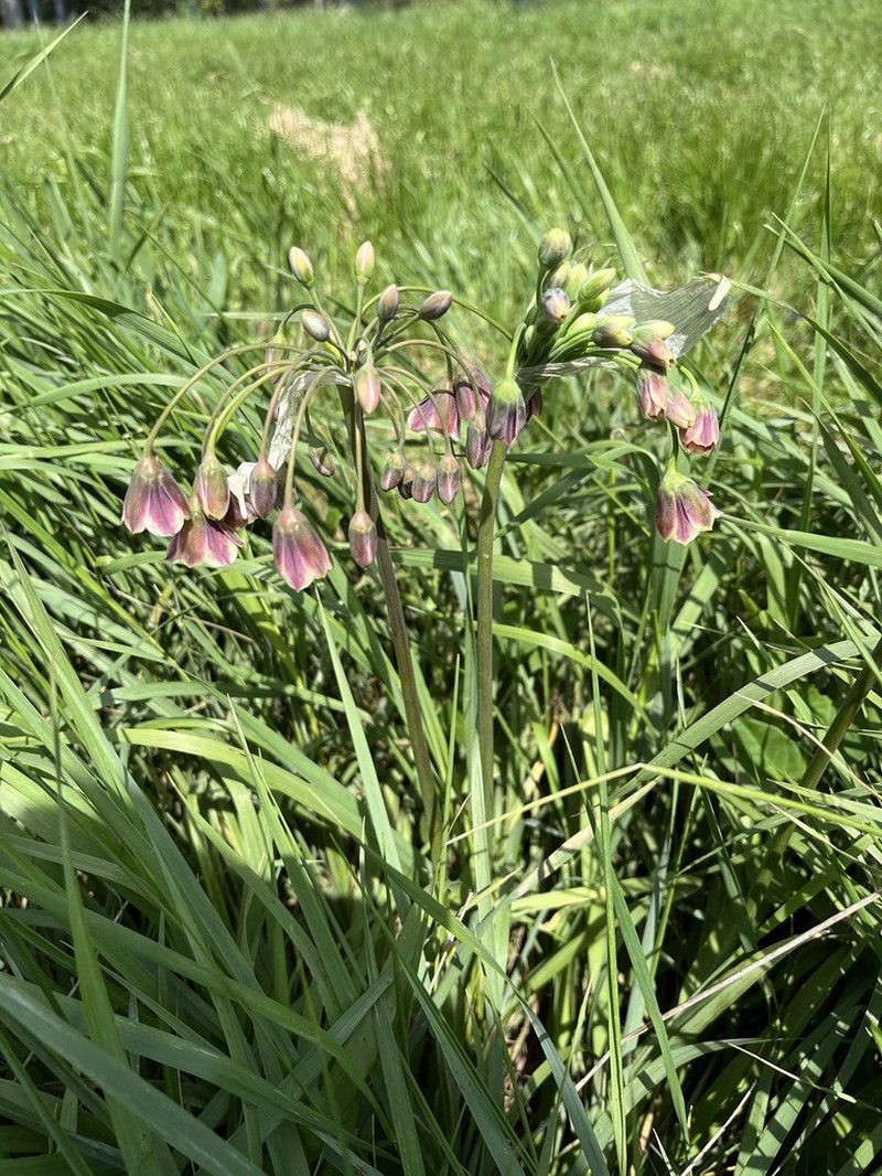 Allium siculum photo 6