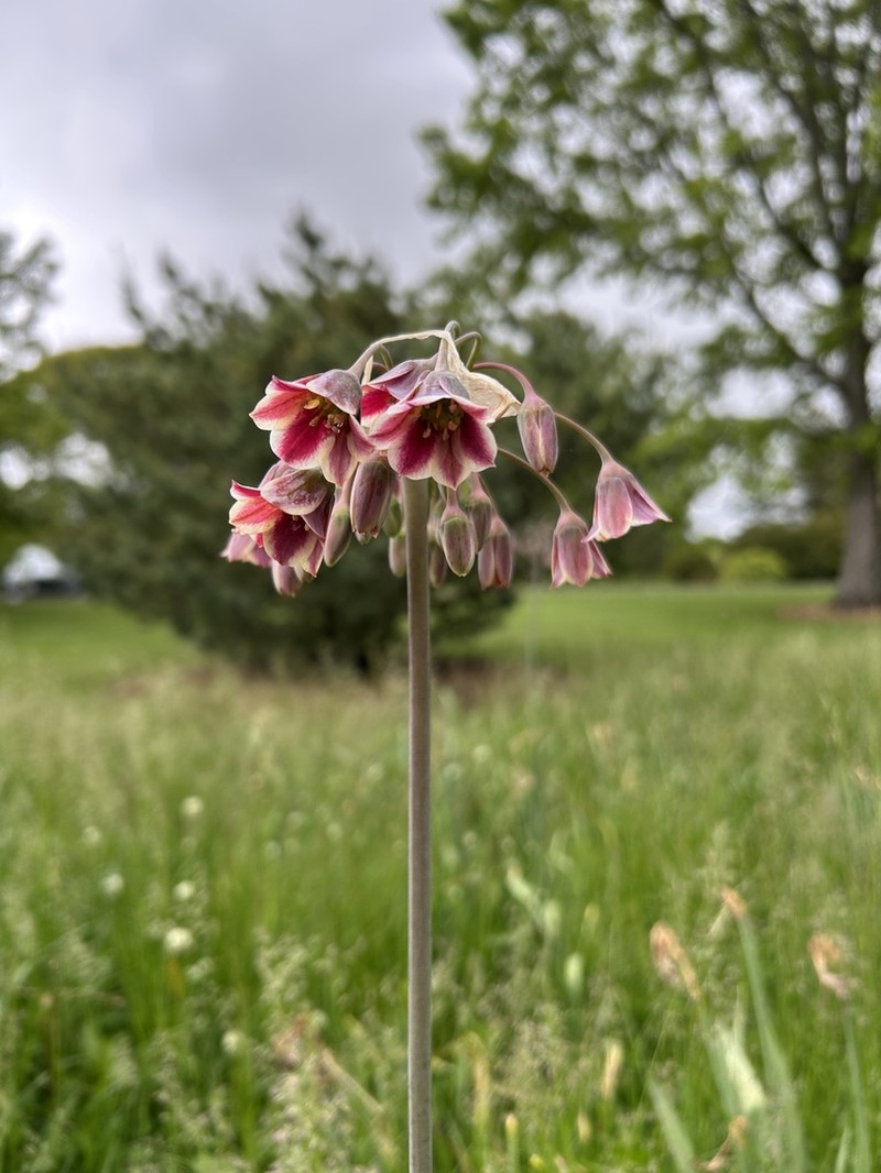 Allium siculum photo 7
