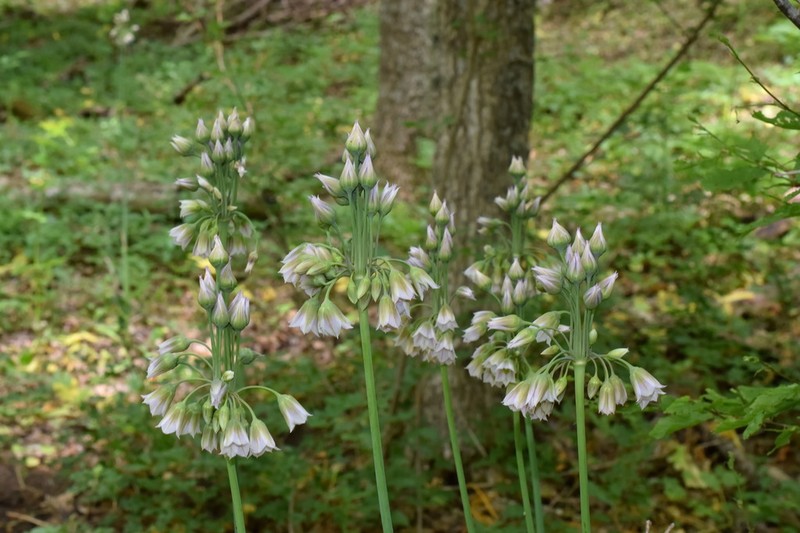 Allium siculum photo 8