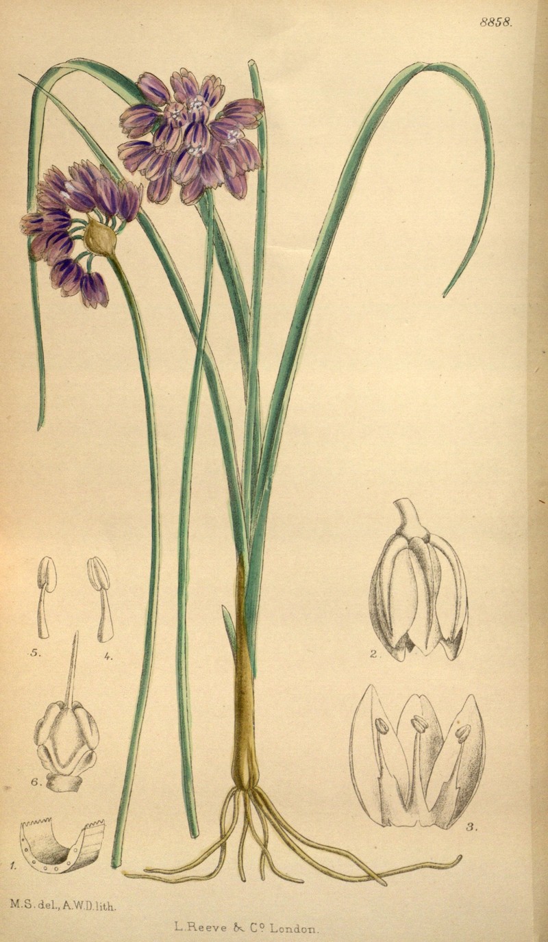 Allium sikkimense