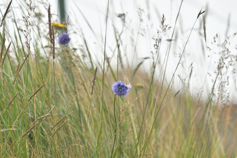 Allium sikkimense photo 2