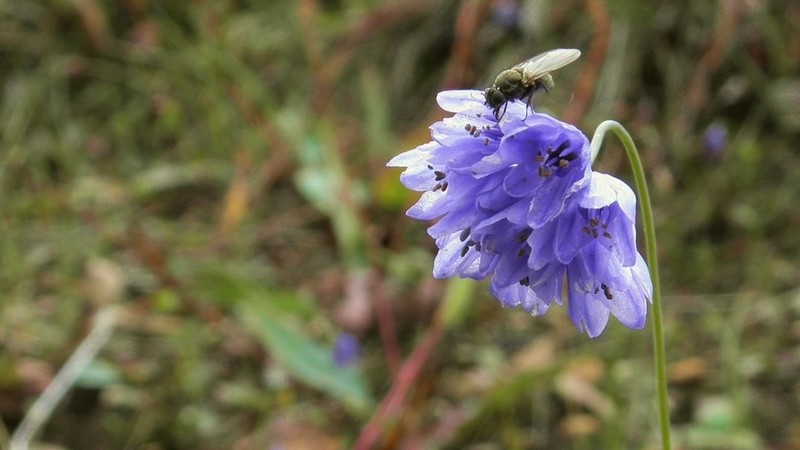 Allium sikkimense photo 3