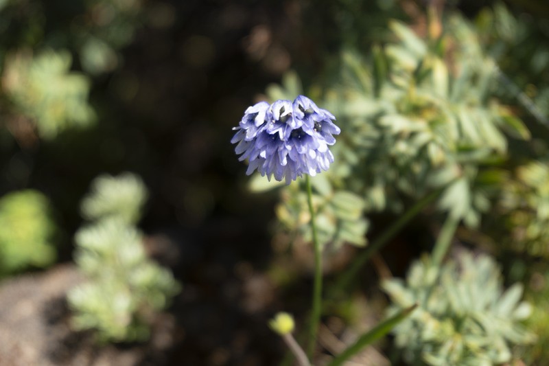 Allium sikkimense photo 6