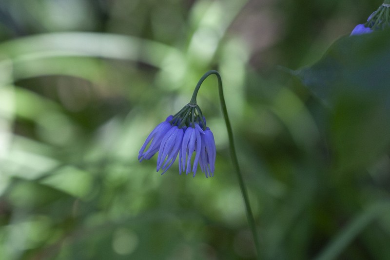 Allium sikkimense photo 8