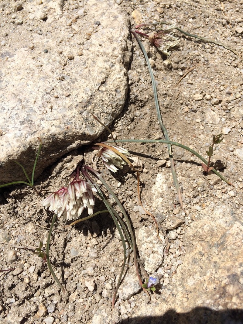Simil Onion photo 2