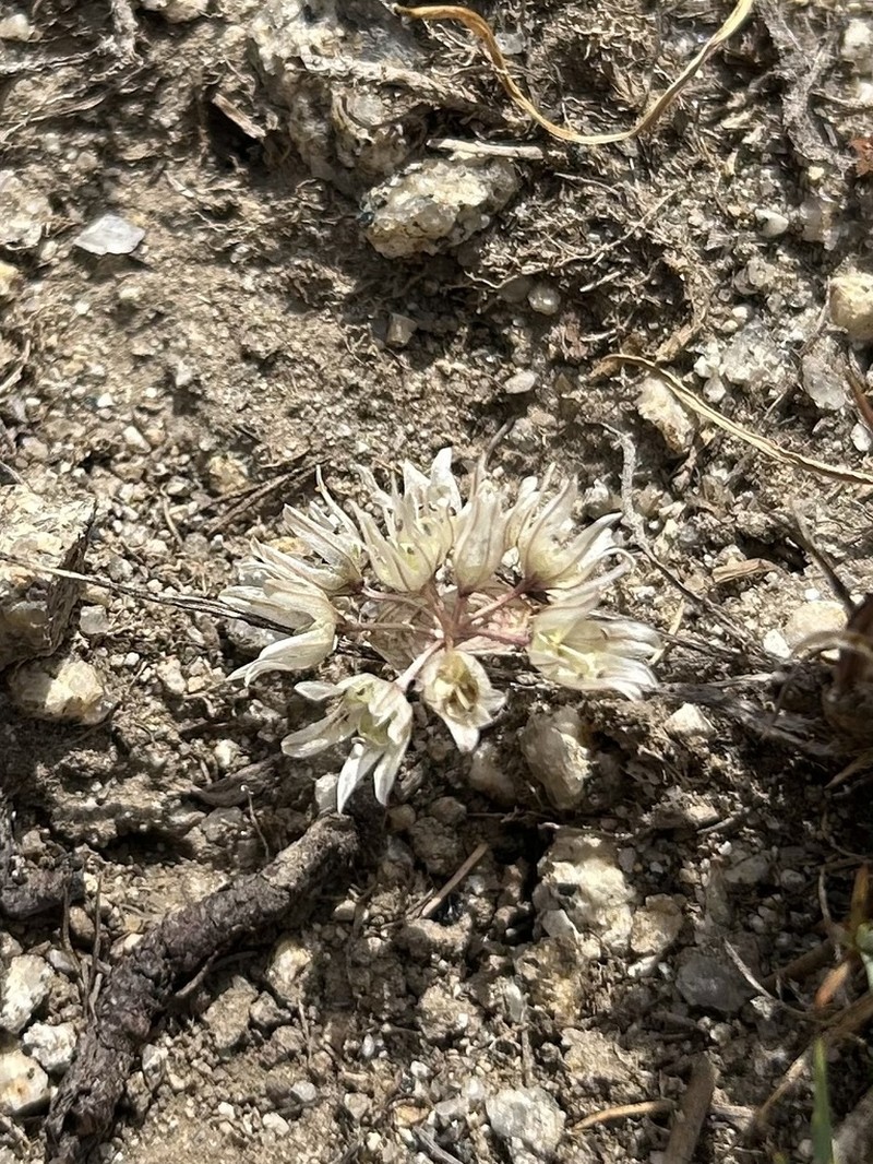 Simil Onion photo 3