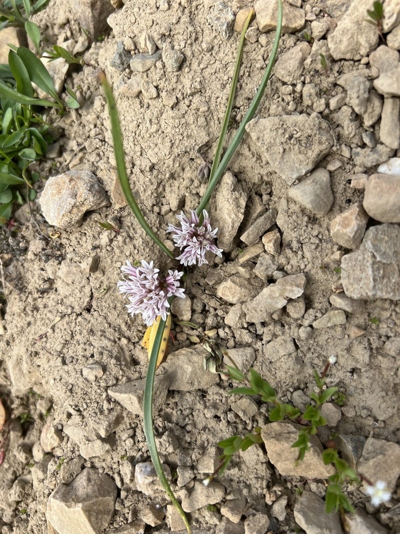 Simil Onion photo 4