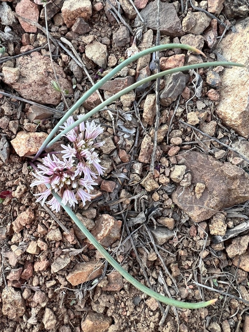 Simil Onion photo 5
