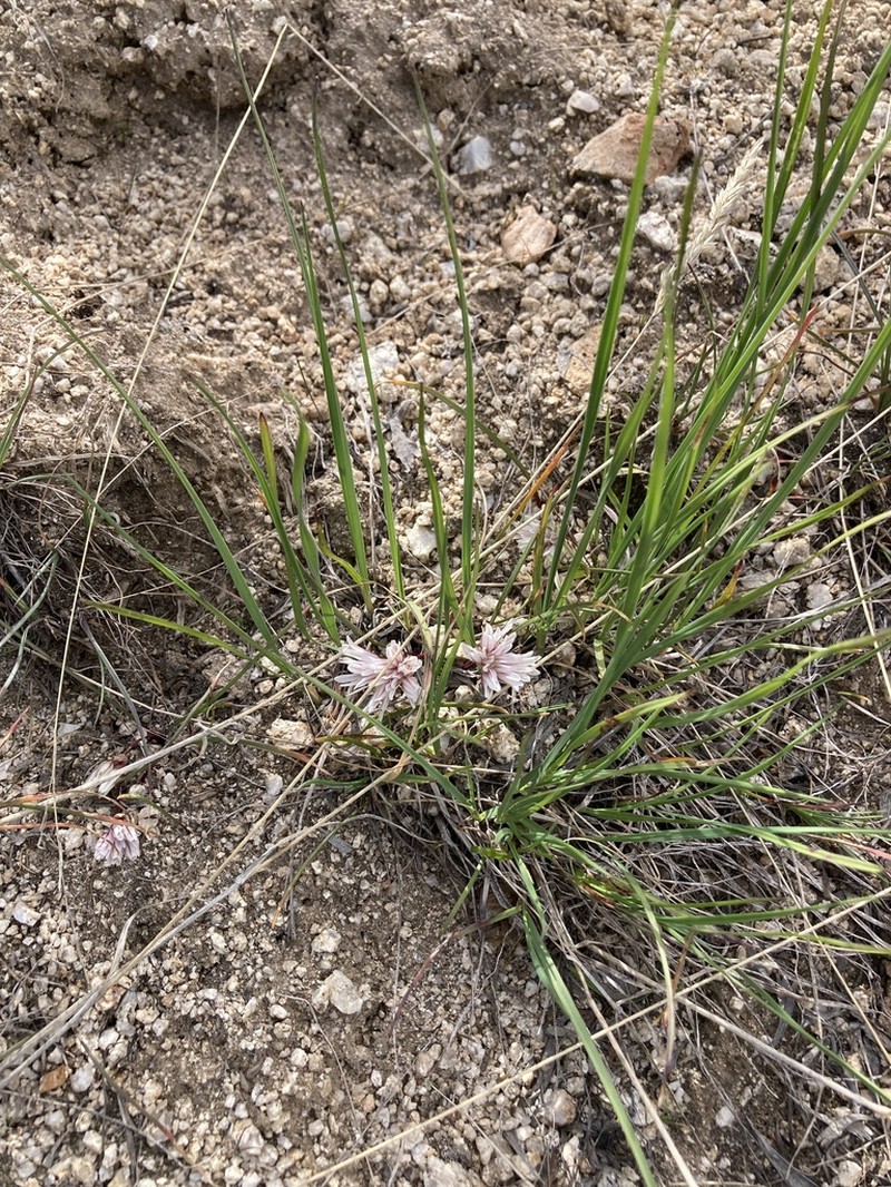 Simil Onion photo 6