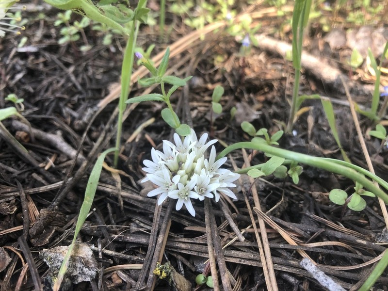Simil Onion photo 7