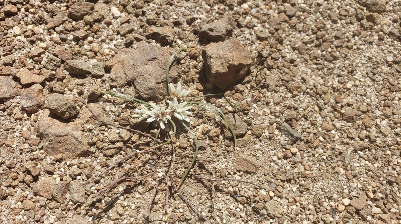 Simil Onion photo 8